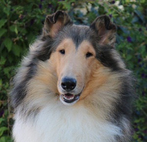 Photo of Ch. Burlywood Dreamboat Annie