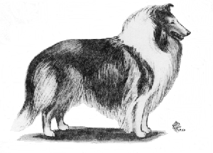 Collie artwork by Mary Kummer